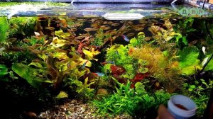 КОРМ ДЛЯ АКВАРИУМНЫХ РЫБОК ЧИПСЫ Tetra Pro Energy!