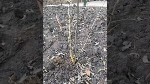 Формирование - развалка дерева для раннего плодоношения (груша). Наклон / пригибание ветвей. Часть 2