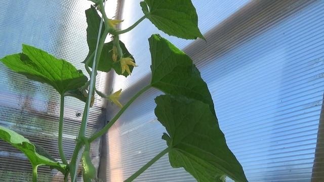 Самое лучшее универсальное удобрение для овощей