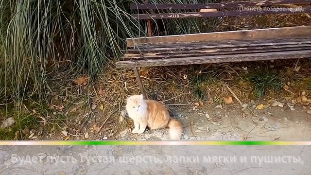 1 марта  День кошек