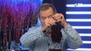 Как сохранить саженцы до высадки в открытый грунт?