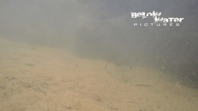 Geophagus - Guide to Amazonian Eartheaters - nearly all Geophagus species !