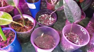 Теплица в квартире. обзор что растёт и переукореняется.аглаонема.замиокулькас.филодендрон.синги.mp4