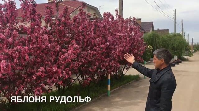 Декоративная яблоня