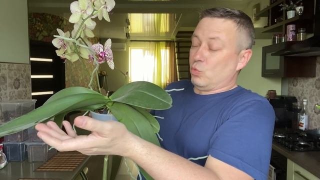 ОРХИДЕЯ фаленопсис Клеопатра Phalaenopsis Cleopatra (03.04.2020)
