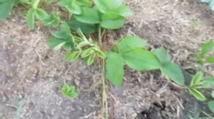 ПРОСТОЙ УХОД ЗА КЛУБНИКОЙ.