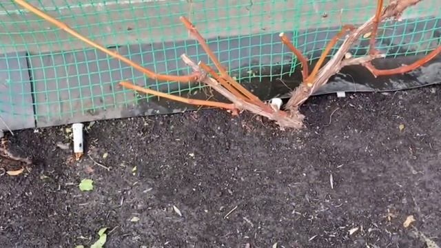 ? Не допускайте моих ошибок в посадке актинидии.Как подготовить,укрыть виноград и актинидию на зиму смотреть онлайн