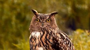 Филин (Bubo bubo) - Интересное про филина рассказывает сам филин