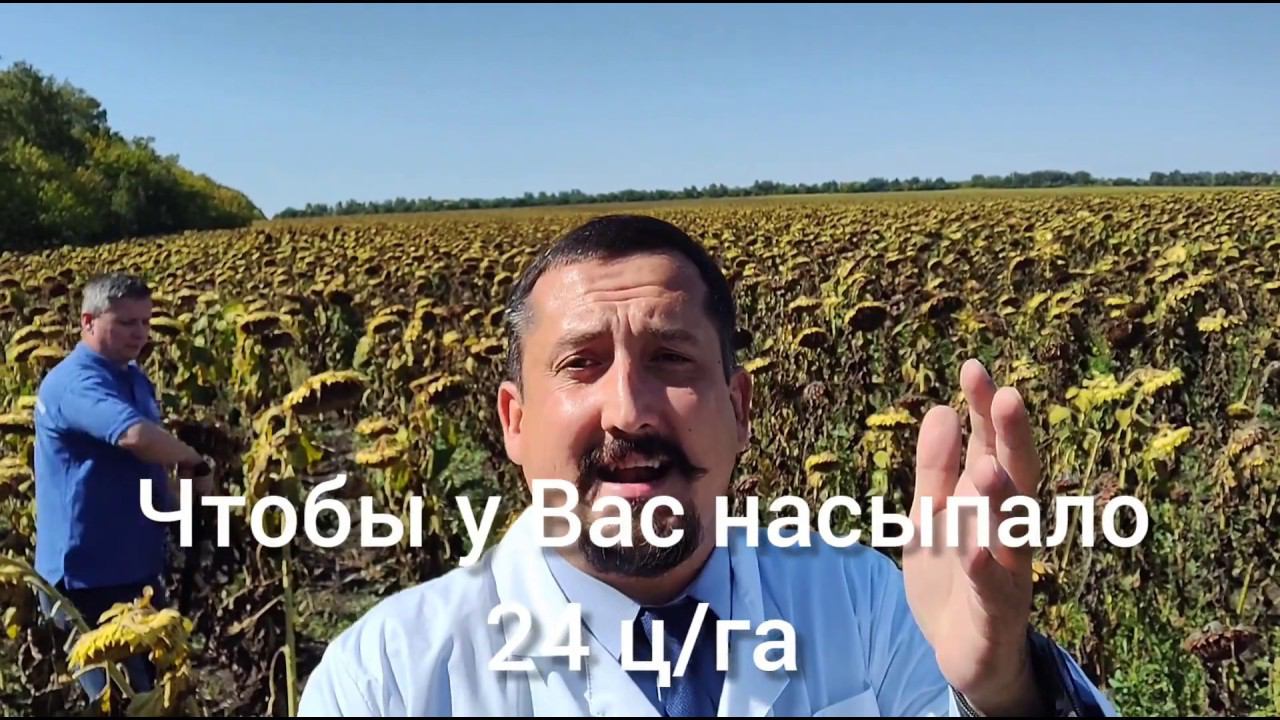 Сорт или гибрид подсолнечника? Что выгоднее? Что посеять?
