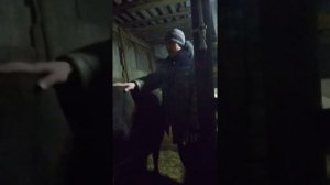 Видео как определить стельнось коровы на 7 месеце стельности