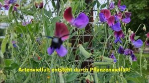 Blaue Holzbiene - Xylocopa violacea an Duftwicke 'Cupani' - Lathyrus odoratus