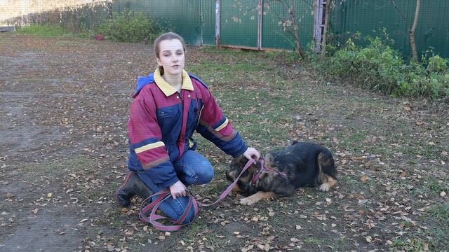 Моцарт - собака-медвежонок смотреть онлайн