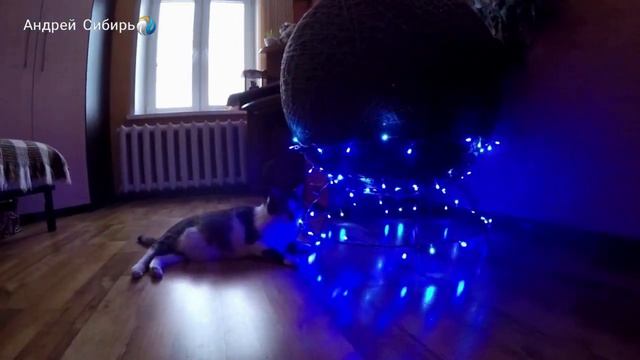 Домик Шар для Кота из ФитБола! Такого Вы ещё не видели!