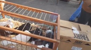 Ярмарка голубей г. Тула 18.09.2021