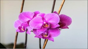 50 Tipos de flores e orquídeas com belas imagens 50 types of flowers and orchids with beautiful ima