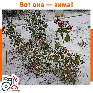 Вот она — зима!