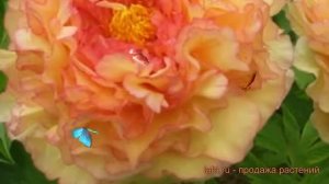 Пион древовидный Кинко (paeonia suffruticosa) ? пион Кинко обзор: как сажать саженцы пиона Кинко