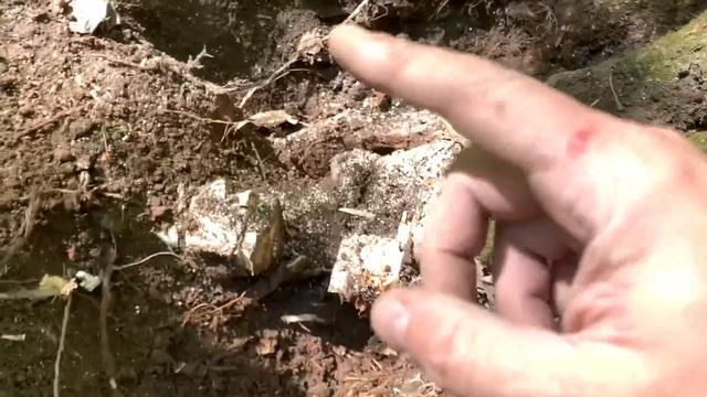 КЛАД под корнем старого дерева! 100 серебряных ПОЛТИННИКОВ! Выкапываем клад ОН-ЛАЙН с Frogman B75!