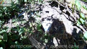 Виноград 2017.Как часто поливать виноград.Полив винограда летом.Уход и подкормка винограда летом