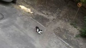 Как ушатать кота