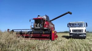 Продолжаем убирать озимый рапс, первые нюансы!