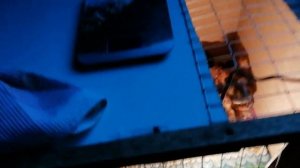 Результаты инкубации в дешевом пенопластовом инкубаторе несушка. Первая инкубация цыплят.