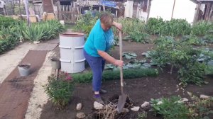 6 июля .Как живет деревня.  Хобби дочери , вечерний полив .Выкопка лука  . Обзор одного дня.