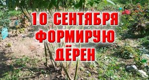 Формирую дёрен.mp4