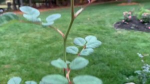 Queen Of Sweden English Shrub Rose Bred by David Austin