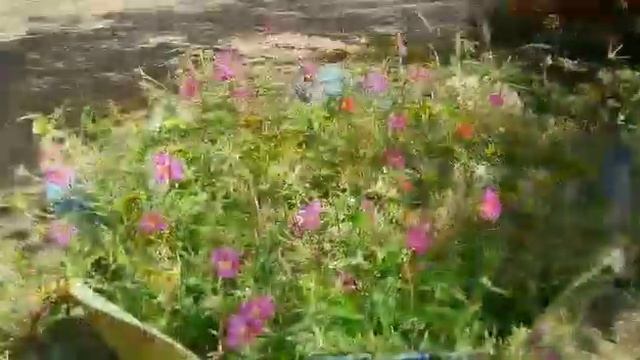 Цветы Астрахани. Очень нежное видео.