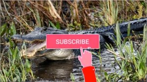 ОЧЕНЬ КРАСИВАЯ МЕЛОДИЧНАЯ МУЗЫКА В ШОТЛАНДСКОМ СТИЛЕ. Очень интересно послушать. Боевое настроение.