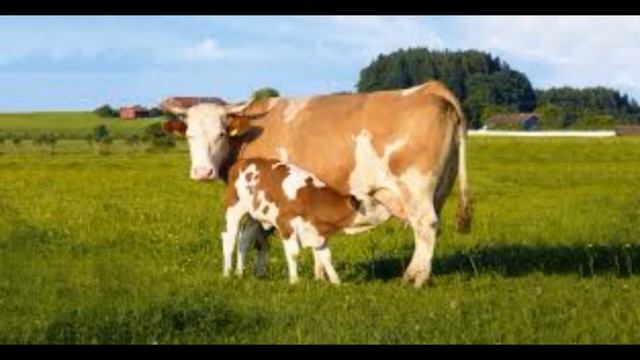 Rudolf Steiner - Landwirtschaftlicher Kurs - 8. Vortrag