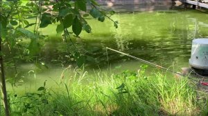 Рыбалка на удочку.Свой пруд