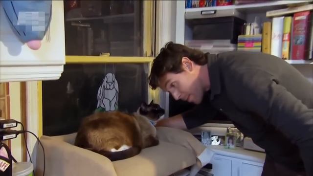 Кот-клептоман. Разоблачение. смотреть онлайн