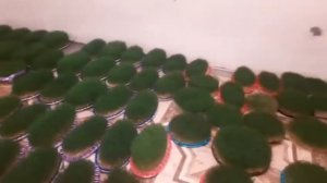 Как проращивать пшеницу дома How to Sprout Wheat Grass...