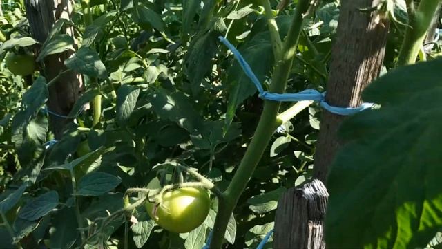 Подкормка помидор в период налива первой и второй кисти смотреть онлайн