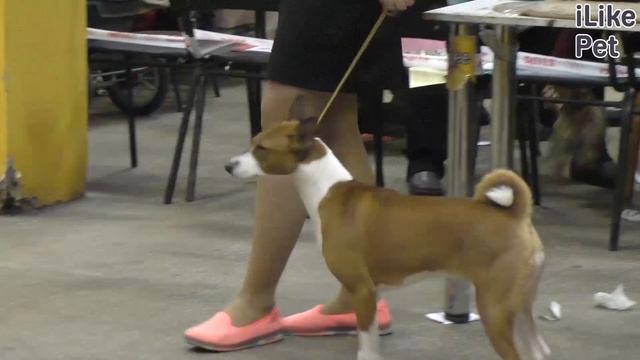 Уход за Басенджи смотреть онлайн