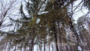 Убежав ночью от мужа с маленькой дочкой на руках, Ксюша заблудилась в лесу. А увидев хижину…