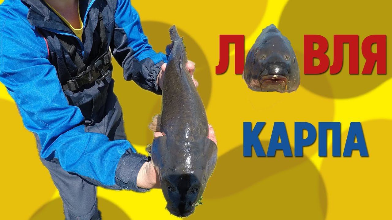 КАРП УТАЩИЛ УДОЧКУ | ЛОВЛЯ КАРПА НА ПОПЛАВОК И СПИННИНГ | "БЕЛЫЙ АМУР" . смотреть онлайн