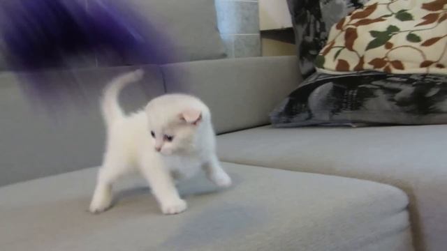 Милые котята- Пушистые НЯШКИ смотреть онлайн