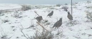 Охота на кеклик Таджикистан Памир