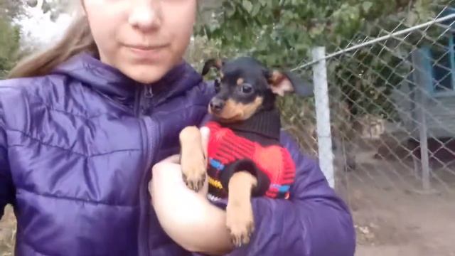 Первая прогулка той-терьера ??? смотреть онлайн