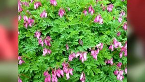 Необычный цветок на обычном участке. Дицентра – многолетник для сада. Виды и сорта