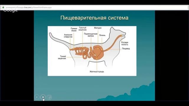 ЕГЭ по биологии 11 класс Занятие №12 Царство животные  Класс млекопитающие