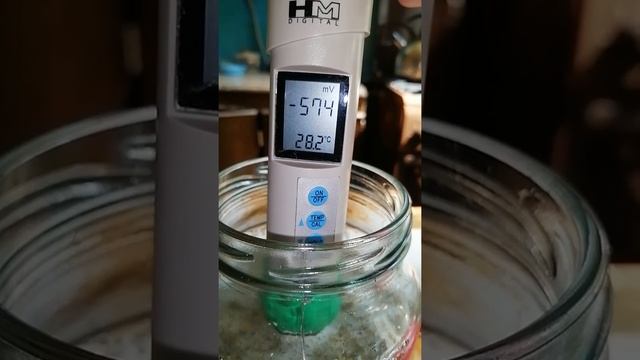 Хвоща полевого трава - целебные свойства. Очищение почек.
