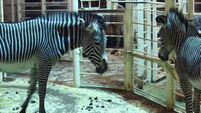 Зебра в московском зоопарке смотреть онлайн