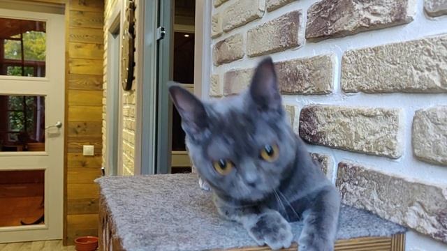 #БОМБОГИНЯ / Бомбейская кошка / Голубая / Bombay / Blue смотреть онлайн