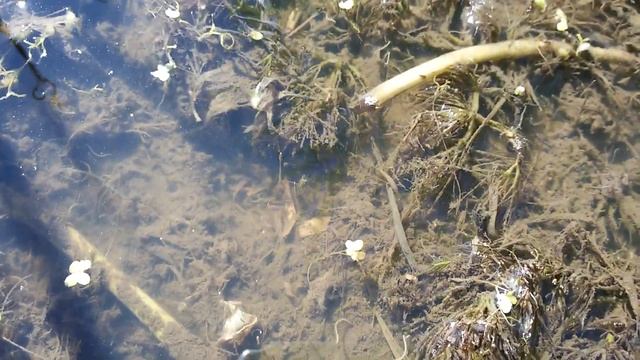 Трубочник в нашем пруду смотреть онлайн