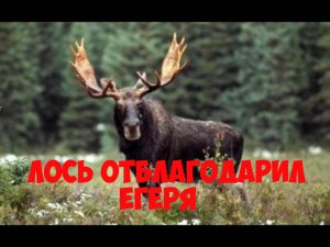 Лось отблагодарил егеря. Интересная история из жизни.
