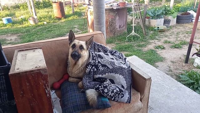 Крым собака замерзла в мае. смотреть онлайн